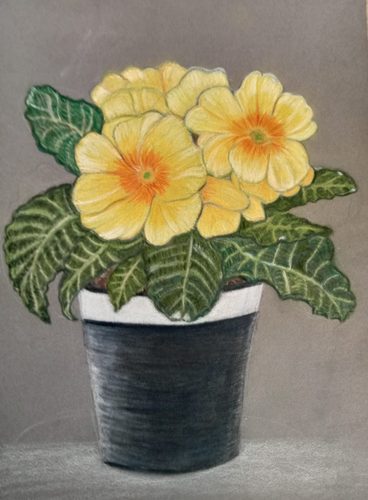 Janet S, Primroses, polychrome pencils.